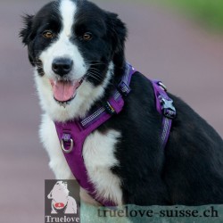 harnais pour chien truelove colorado + - TLH6282 | TrueLove Suisse